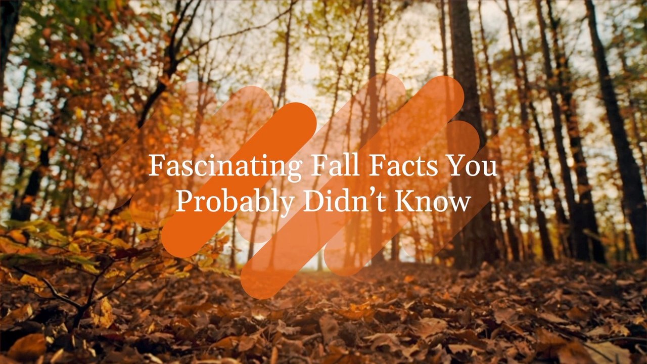The Beauty Of Fall