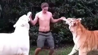 A man lives and feeds two big tigers, what a video