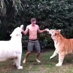 A man lives and feeds two big tigers, what a video
