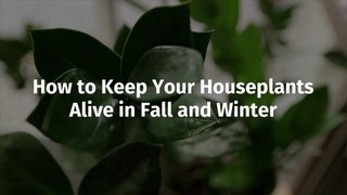 Houseplants Get Ready For Fall And Winter
