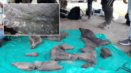 Hallan los restos de un gigantesco mastodonte en Quinchía, Risaralda