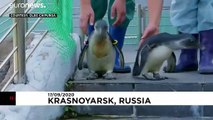 ویدئو؛ دو پنگوئن‌ در باغ‌ وحشی در سیبری برای نخستین بار تن به آب زدند