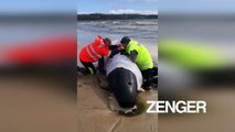 Rescuers save beached whales in Australia