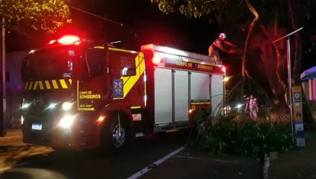 Galho de árvore cai e atinge fiação no Centro