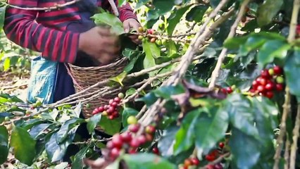 Costa Rica Noticias Regional - Miercoles 23 Setiembre 2020