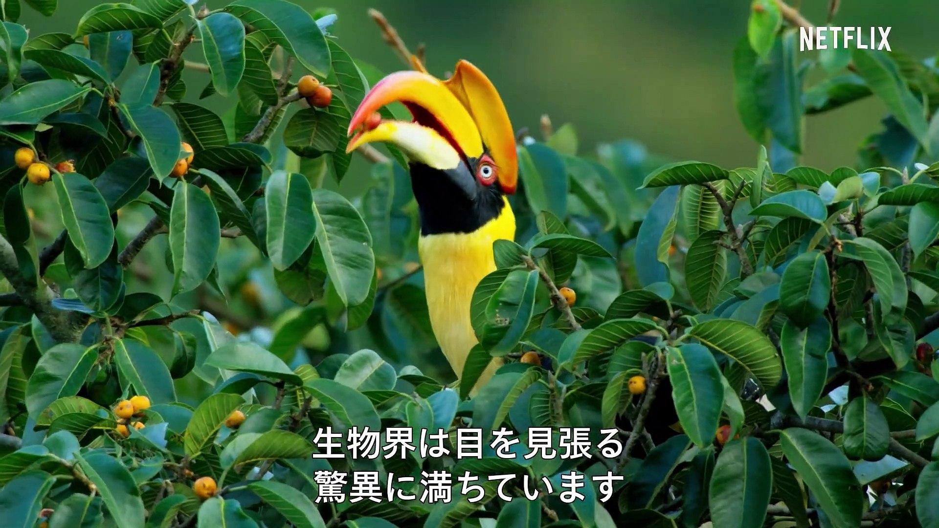 映画 デヴィッド アッテンボロー 地球に暮らす生命 動画 Dailymotion