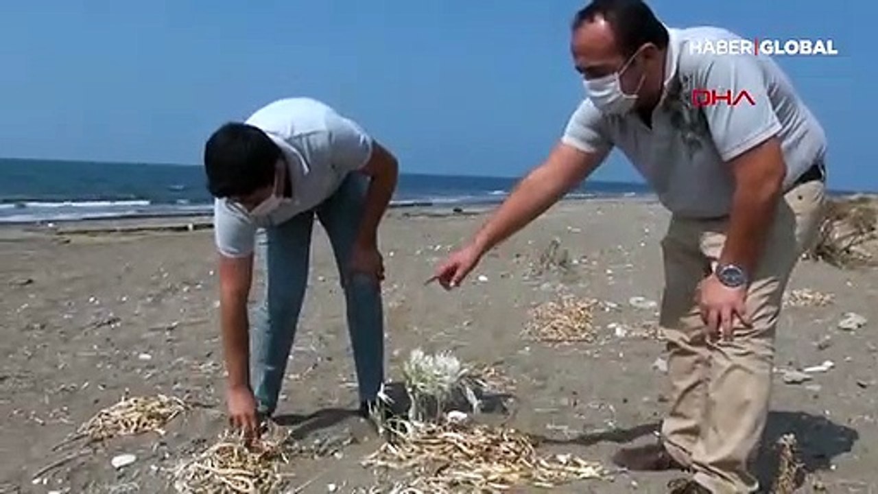 Kum zambaklarını koparanlara 73 bin TL ceza kesiliyor