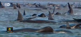 tn7  Científicos luchan por salvar 300 ballenas varadas al sur de Australia 230920