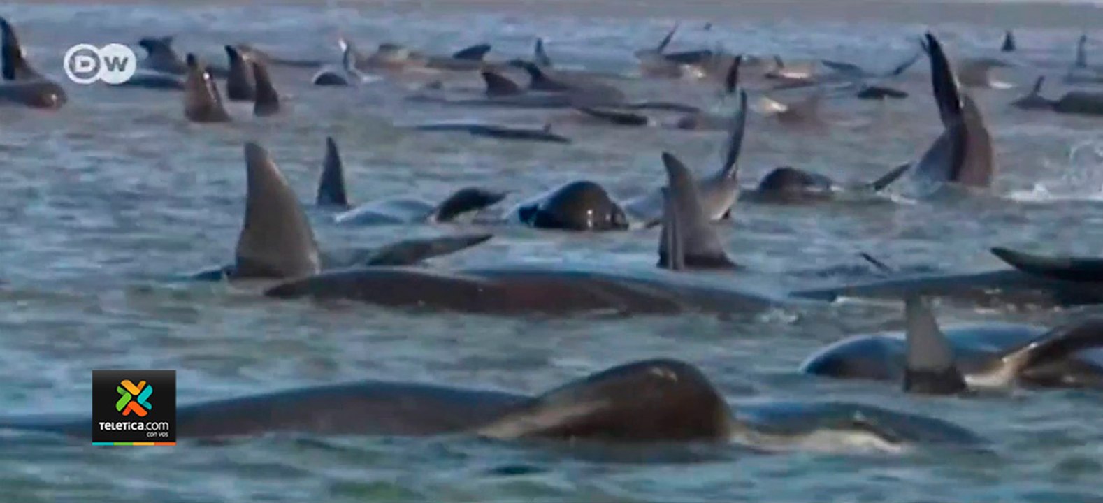 tn7  Científicos luchan por salvar 300 ballenas varadas al sur de Australia 230920