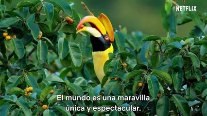 David Attenborough Una vida en nuestro planeta Película