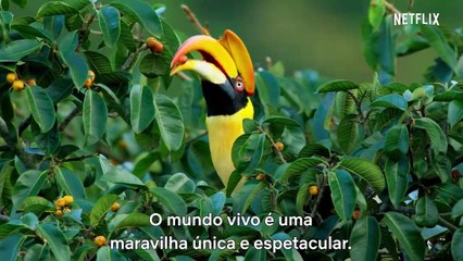 David Attenborough Uma Vida no Nosso Planeta Filme documentário