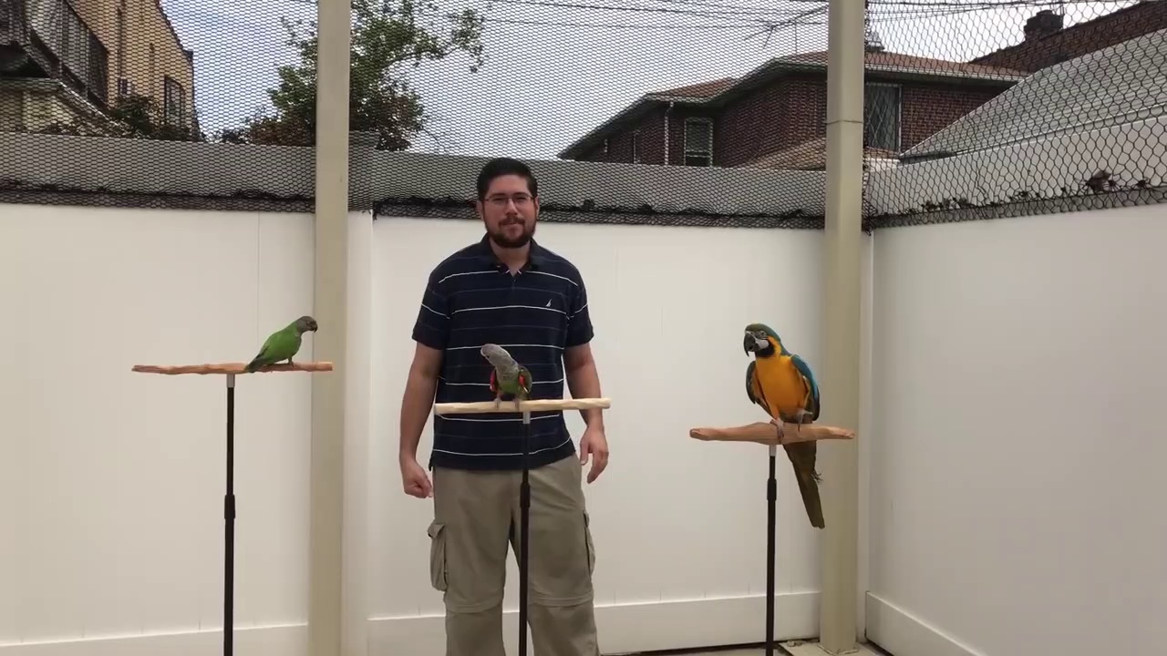 My Parrots Flying in My Back Yard