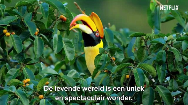 David Attenborough A Life on Our Planet Film