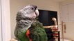 Truman Cape Parrot Preening His Feathers