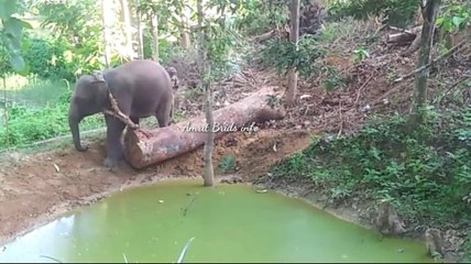 Elephant of India  animals