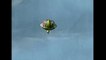 UFO Sightings Strange & Unusual Shaped Flying Saucer Pasadena California April 6, 2012