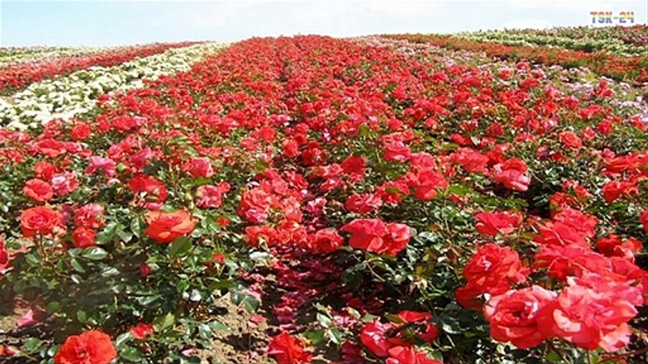 How To Grow Roses