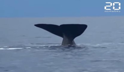 Un cachalot fait le show en baie de Cannes