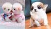 Cutest Baby Dog In The World | Dog Baby Funny Videos | Baby Dogs | Baby Dogs - Cute and Funny Dog Videos Compilation
