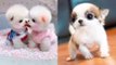 Cutest Baby Dog In The World | Dog Baby Funny Videos | Baby Dogs | Baby Dogs - Cute and Funny Dog Videos Compilation