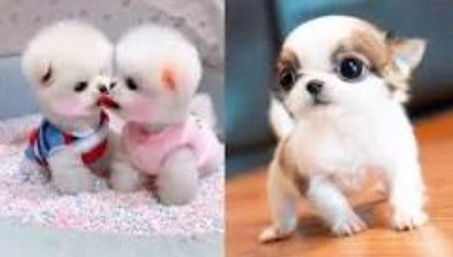 Cutest Baby Dog In The World | Dog Baby Funny Videos | Baby Dogs | Baby Dogs - Cute and Funny Dog Videos Compilation