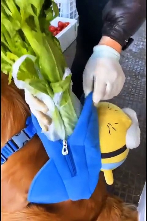 dogs and funny cats complications #1