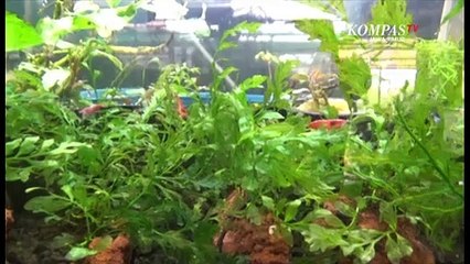 Bisnis Aquascape, dari Hobi Jadi Pundi