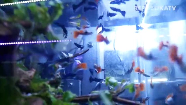 Penjualan Ikan Hias Alami Penuruanan Saat PSSB