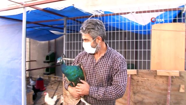 Maltepe’de firar eden tavus kuşlarından Arda isimli tavus kuşu bulundu