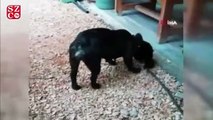 Köpek, yavru kediyi emzirip ona annelik yapıyor