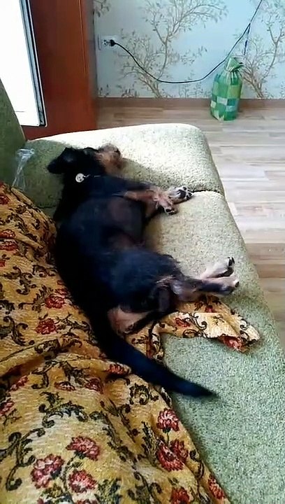 Everyone thinks you're having a seizure and you're just running in your sleep