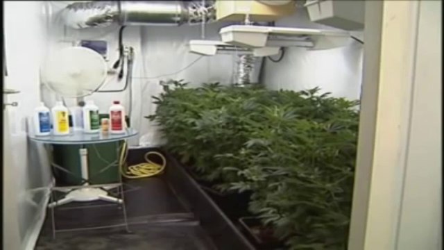 SETTING UP AN INDOOR GROW ROOM FOR MARIJUANA GROWERS (V.O)
