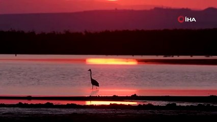 Kuş Cenneti'nde kartpostallık görüntüler