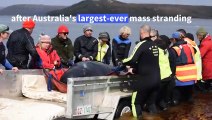 Hopes fade for more survivors in Australia mass whale stranding