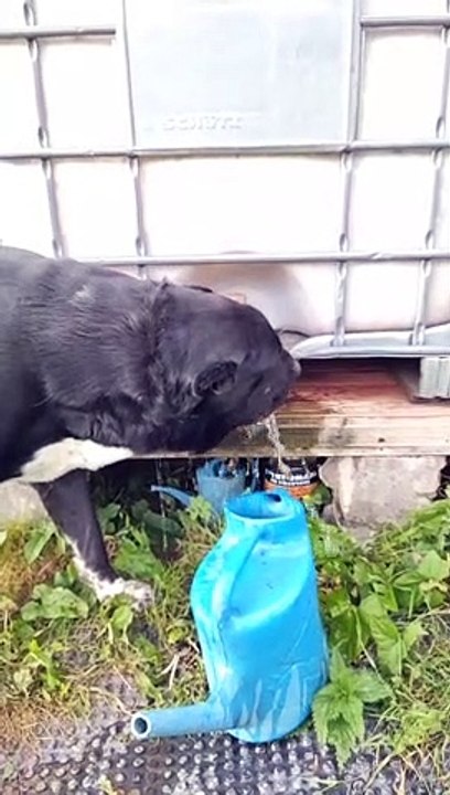 Smart dog drinks water from a barrel