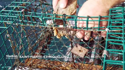 Saint-Pierre-et-Miquelon : La pêche au homard