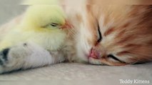 Kitten sleeps sweetly with the Chicken