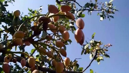 Bitlis'te fıstık aşısı yapılan menengiç ağaçlarından 300 ton rekolte bekleniyor