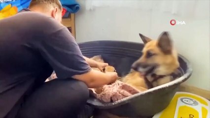 - Terk edilen aslan yavrularına köpek annelik yaptı