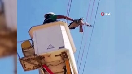 Ayağına kuş ölüsü bağlanan şahin, mahsur kaldığı yerden kurtarıldı