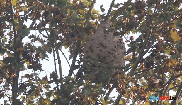 Un nid de frelons asiatiques à Saint-Servais