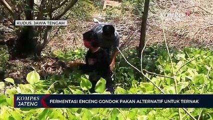 Fermentasi Enceng Gondok Pakan Alternatif Untuk Ternak