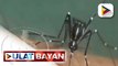 DOH, nagpaalalang dapat maging maingat sa pag-interpret ng pag-aaral partikular na sa kaugnayan ng dengue at COVID-19