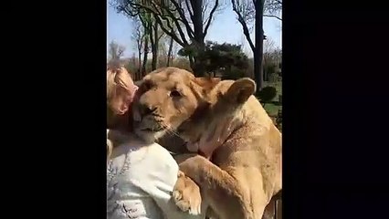 Video herunterladen: Retrouvailles entre des lions et leur ancienne dresseuse... adorable