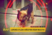 Cercado de Lima: ni mascotas de los vecinos se libran de los robos en Urb. La Luz