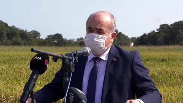 Bafra Ovası'nda çeltik hasadına başlandı - SAMSUN