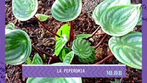 Jardinería | Plantas de moda y de fácil cuidado  - Nex Panamá