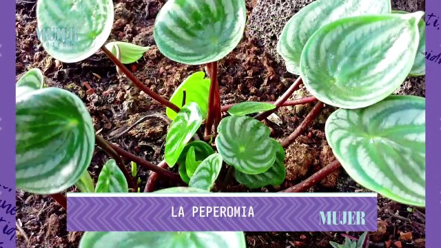 Jardinería | Plantas de moda y de fácil cuidado - Nex Panamá