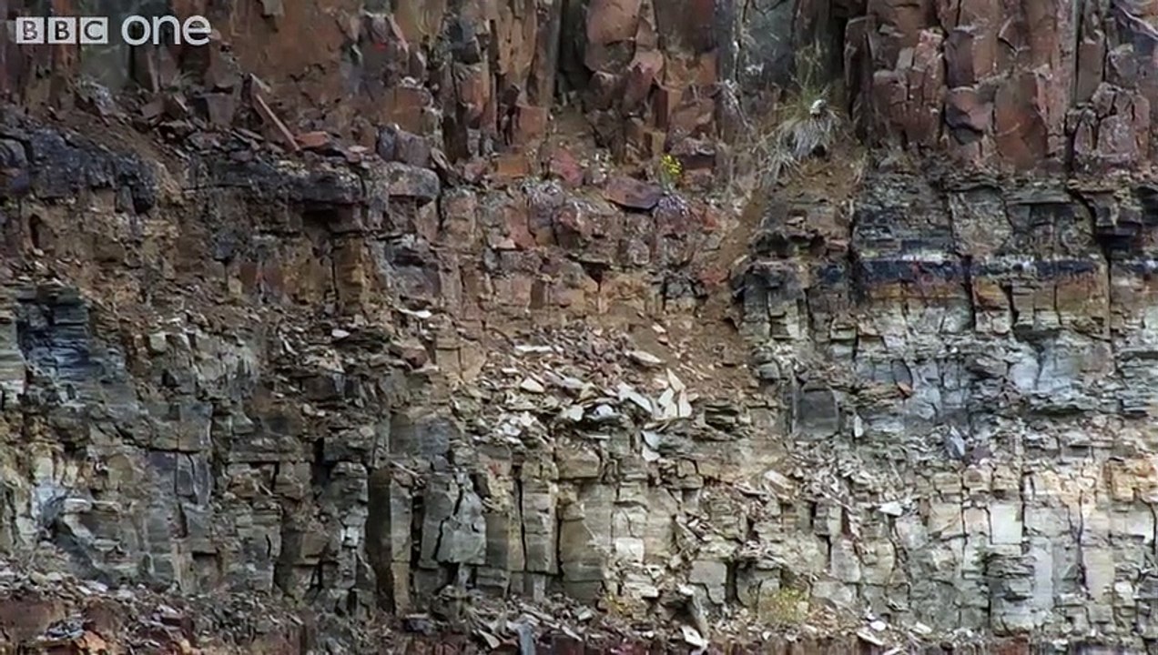 Le saut du bébé bernache1