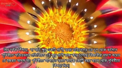 বাড়িতে পিঁপড়ের সারি দেখলেই সতর্ক হোন!! কোরআন পিঁপড়ের কাছ থেকে কি দেয় আমাদের   #   AzadTechWorldPro  #